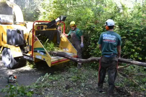 tree services Rosemead